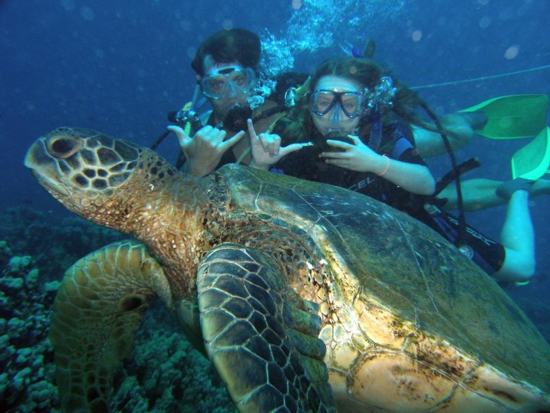 C_with_turtle.jpg